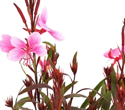 Bio Prachtkerze 'Siskiyou Pink'
