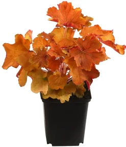 Bio Purpurglöckchen 'Caramel®'