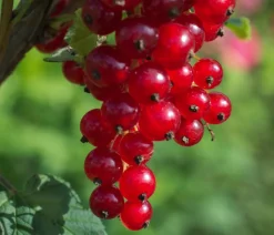 Bio Rote Johannisbeere 'Jonkheer Van Tets'
