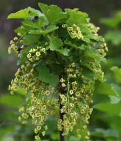 Bio Rote Johannisbeere 'Jonkheer Van Tets'