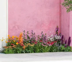 Bio Rote Schafgarbe 'Cerise Queen'