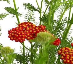 Bio Rote Schafgarbe 'Cerise Queen'