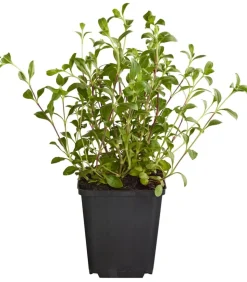 Bio Rotes Teppich-Seifenkraut