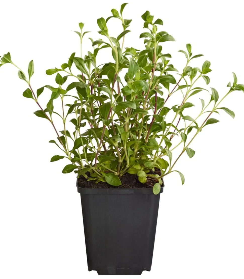Bio Rotes Teppich-Seifenkraut