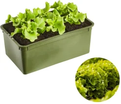 Bio Salanova® Batavia, 6er Schale