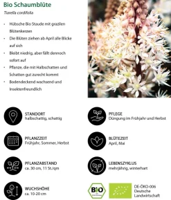 Bio Schaumblüte
