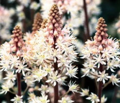 Bio Schaumblüte