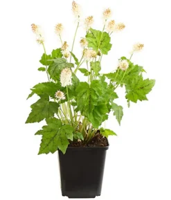 Bio Schaumblüte