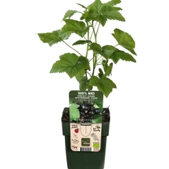 Bio Schwarze Johannisbeere 'Ben Nevis'