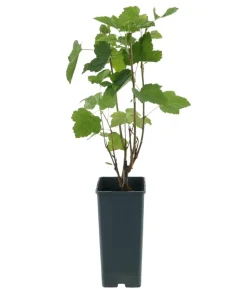 Bio Schwarze Johannisbeer 'Titania'