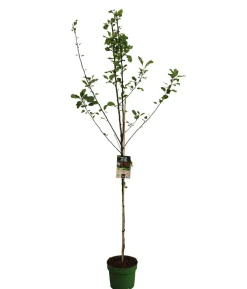 Bio Sommerapfel 'James Grieve'