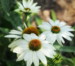 Bio Sonnenhut, weiß