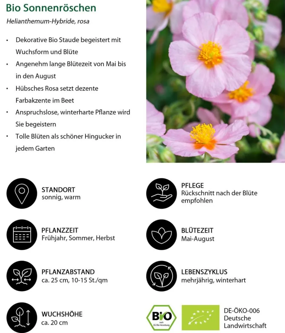 Bio Sonnenröschen, rosa
