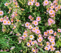 Bio Sonnenröschen, rosa