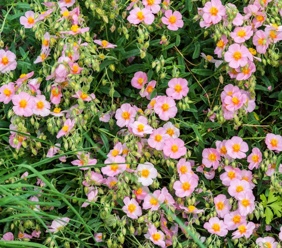 Bio Sonnenröschen, rosa