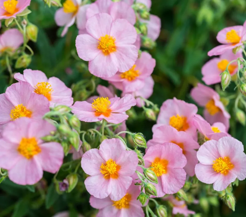 Bio Sonnenröschen, rosa