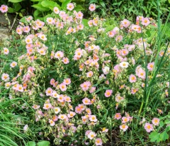 Bio Sonnenröschen, rosa