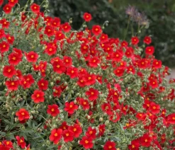 Bio Sonnenröschen, rot