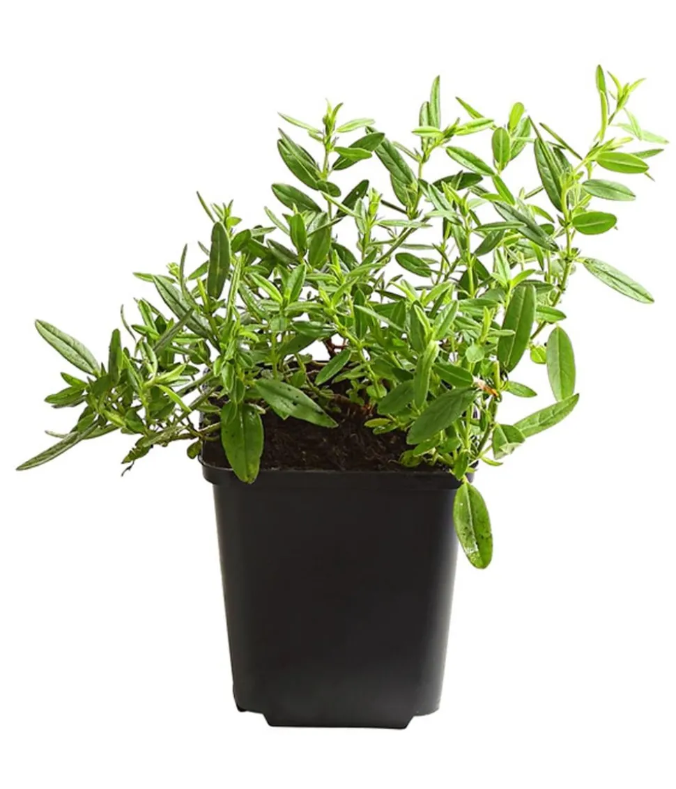 Bio Sonnenröschen, rot
