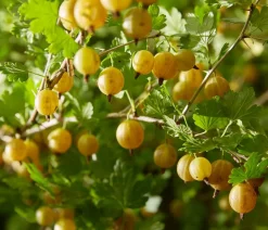 Bio Stachelbeere 'Hinnonmäki', gelb