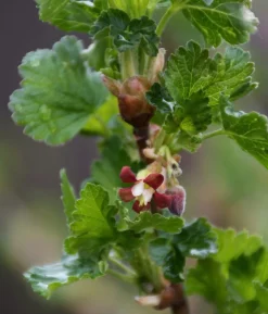 Bio Stachelbeere 'Spinefree'