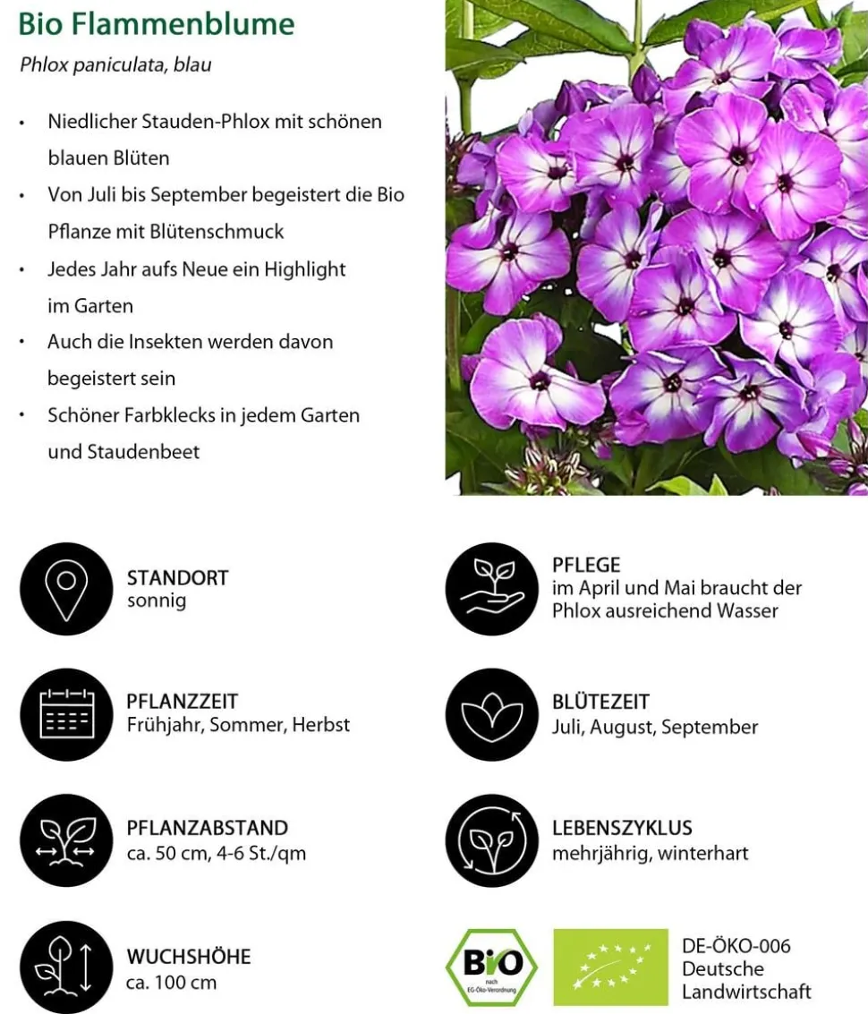 Bio Stauden-Phlox, blau