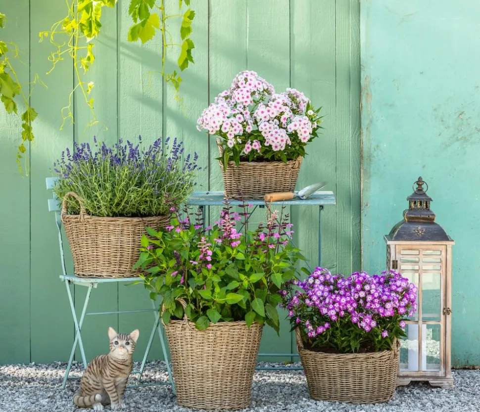 Bio Stauden-Phlox, blau