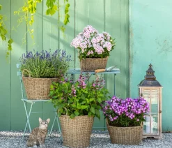Bio Stauden-Phlox, rosa