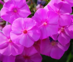 Bio Stauden-Phlox, rosa