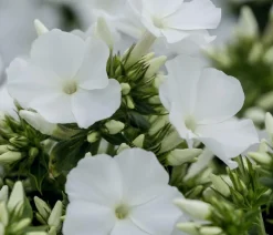 Bio Stauden-Phlox, weiß