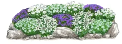 Bio Stauden-Set Alpengarten, 12-teilig