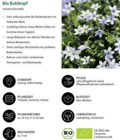 Bio Stauden-Set Bodendecker Patchwork, 12-teilig