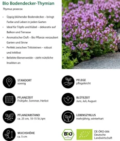 Bio Stauden-Set Duftender Thymian, 18-teilig