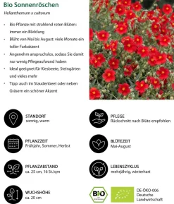 Bio Stauden-Set Feuerwerk im Garten, Landlust Kollektion, 12-teilig