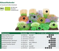 Bio Stauden-Set Großes Gräser-Beet, 24-teilig