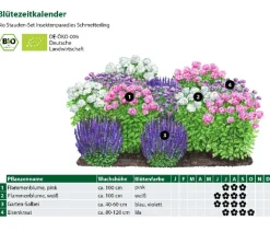 Bio Stauden-Set Insektenparadies Schmetterling, 12-teilig