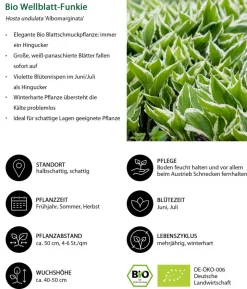 Bio Stauden-Set Schattengarten Weiße Akzente, 12-teilig