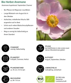 Bio Stauden-Set Schattengarten, 12-teilig