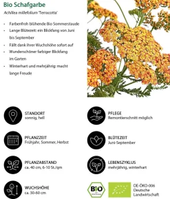 Bio Stauden-Set Sommer in Orange, 24-teilig