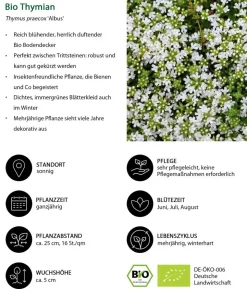 Bio Stauden-Set Sonnenteppich, 12-teilig