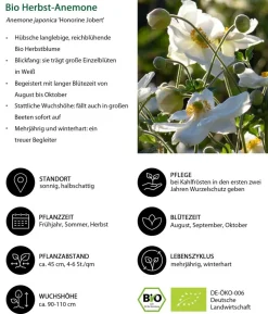 Bio Stauden-Set Weiß-blaues Gartenparadies, 24-teilig