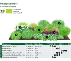 Bio Stauden-Set Wintergrün, 18-teilig