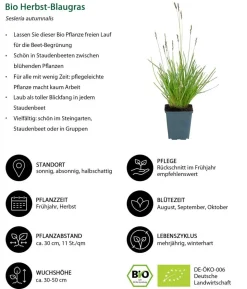 Bio Stauden-Set Wintergrün, 18-teilig