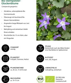 Bio Sternpolster-Glockenblume