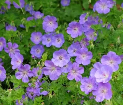 Bio Storchschnabel 'Rozanne®'