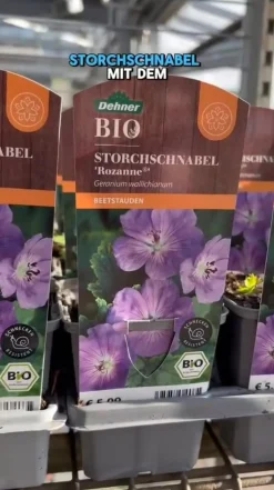 Bio Storchschnabel 'Rozanne®'