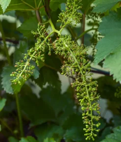 Bio Tafeltraube 'Johanniter'