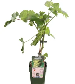 Bio Tafeltraube 'Johanniter'