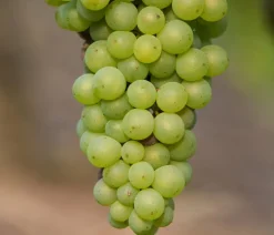 Bio Tafeltraube 'Johanniter'