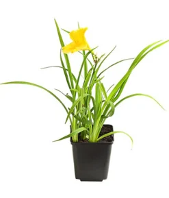 Bio Taglilie 'Stella d'Oro'
